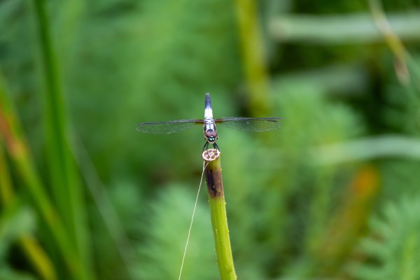 Insects & Flowers